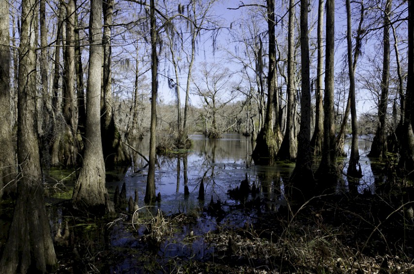 The Great Dismal Swamp