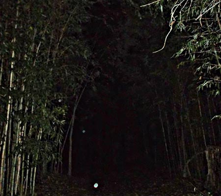 Orbs caught on camera in dark trail