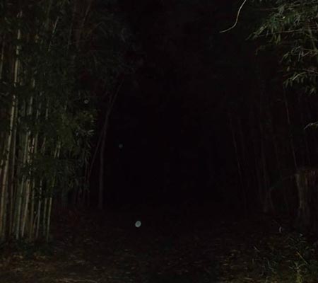 Orbs caught on dark woods path