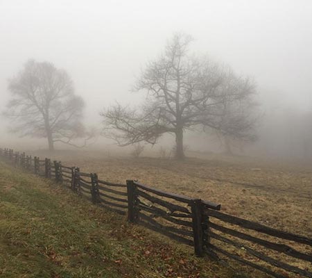 Ghostly fog in a field