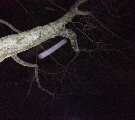Object moving quickly caught on camera near tree branch