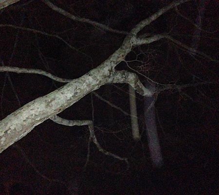 Strange shapes caught on camera near a branch