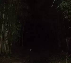 Orbs caught on dark woods path